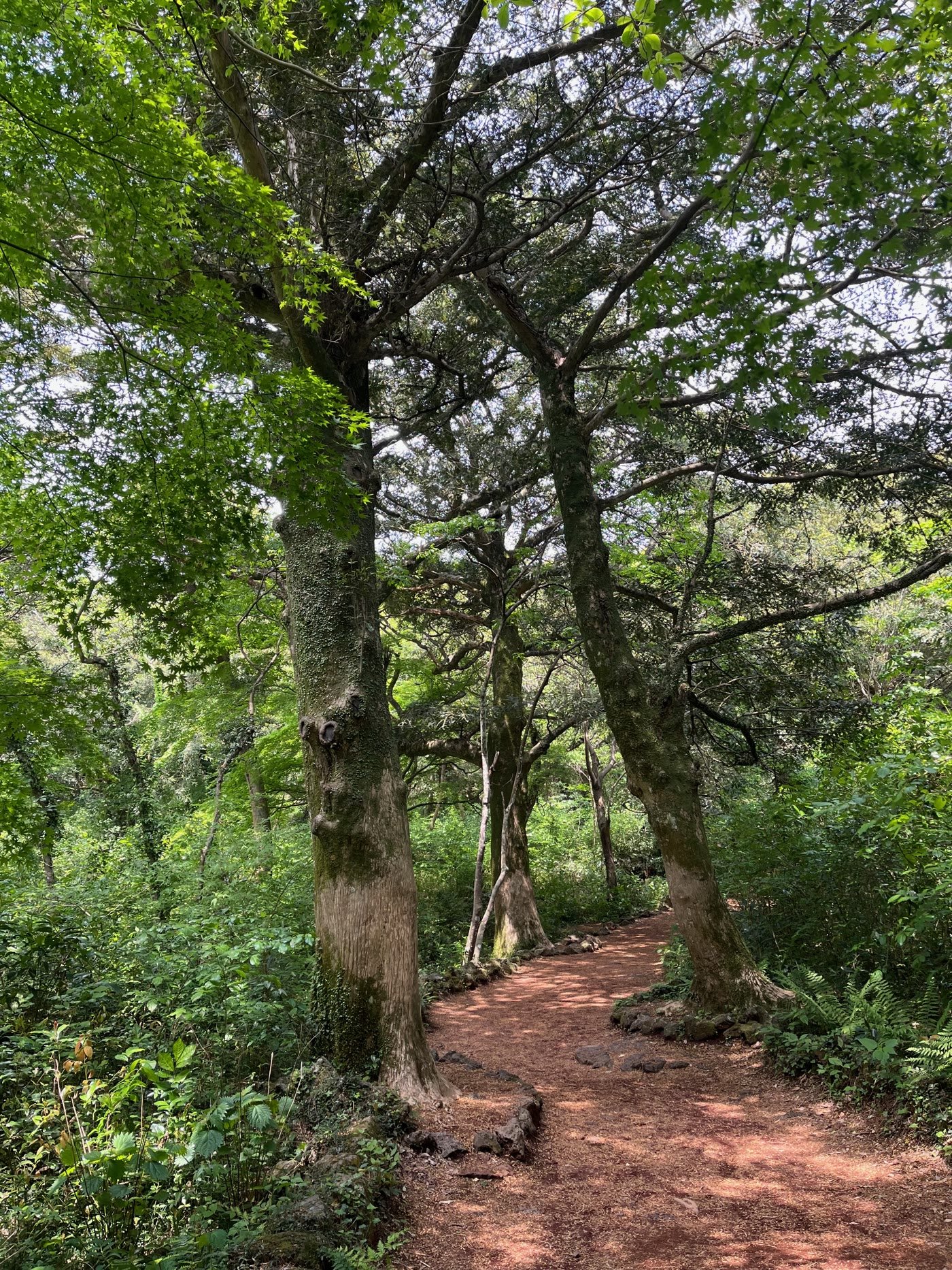 A quiet walking path beneath old trees in Bijarim Forest, Jeju