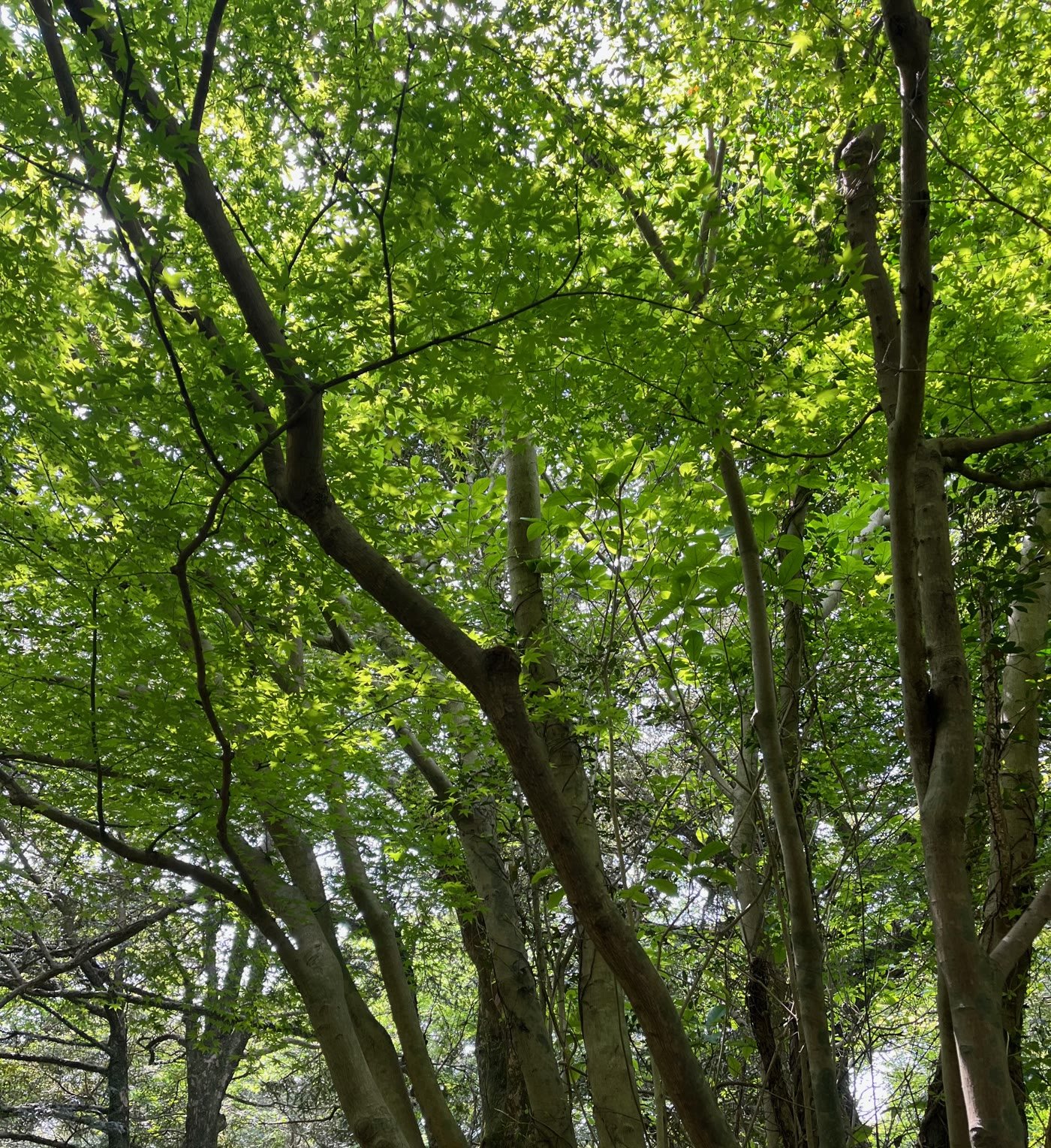 Green tree canopy inside Bijarim Forest on eastern Jeju Island