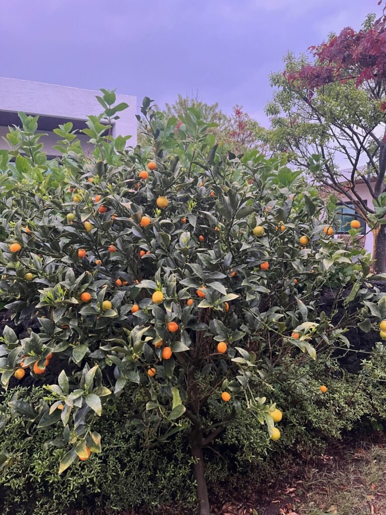Ripe Jeju tangerines growing on a citrus tree